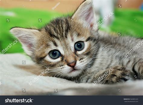 Cute Pussy Cat Images Stock Photos Vectors Shutterstock