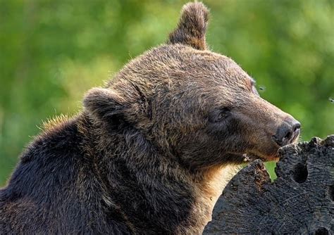 Brown Bear Grizzly Free Photo On Pixabay Pixabay