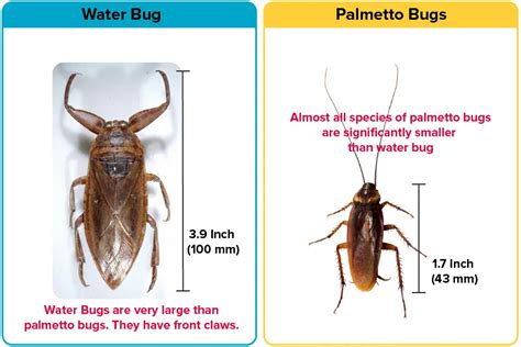 Palmetto Bug Vs. Water Bug [15 Differences] | APB