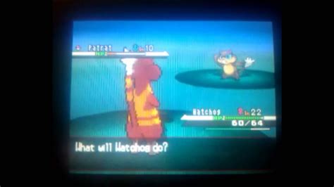 Shiny Patrat After 2140 Encounters Also New Video Intro YouTube