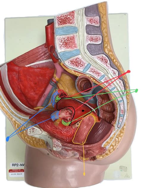 2086 Lab Final Female Reproductive System Diagram Quizlet