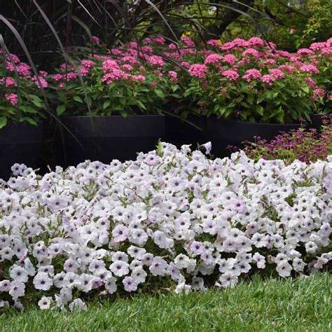 Silver Easy Wave Petunia Flower Seeds For Hanging Baskets And More