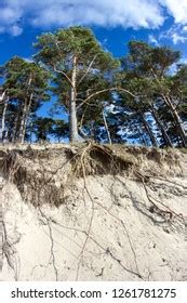 Baltic Sea Coast Tree Roots Nude Stock Photo 1261781275 Shutterstock