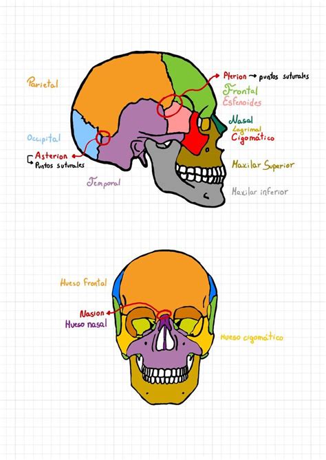 Osteología General De La Cabeza Anatomía Medicina Humana Udocz Anatomía Anatomía Médica