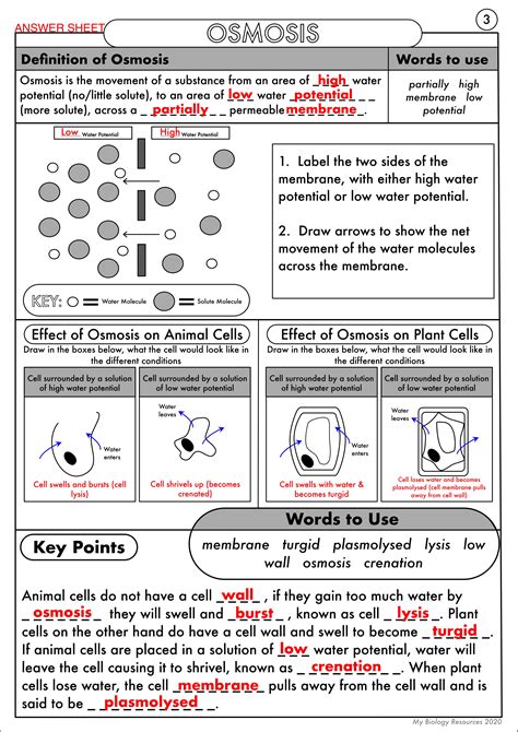 40 osmosis worksheet biology answers - Worksheet Resource