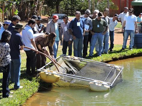 Emater Pipiripau Piscicultura Alternativa De Renda Para O Produtor Rural