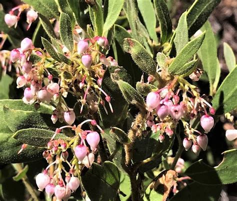 Plantfiles Pictures Arctostaphylos Species Gasquet Manzanita Howell S Manzanita