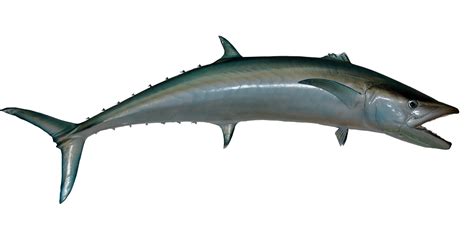 Kingfish Png Transparent Image Png Svg Clip Art For Web Download