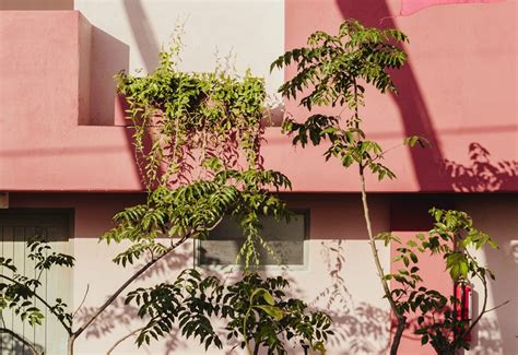 Quelles Plantes Choisir Pour Son Balcon Jardiland