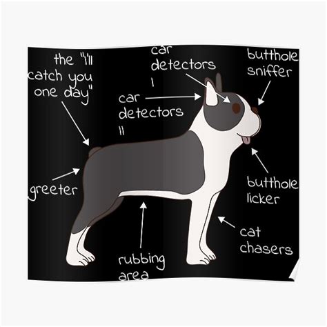 Boston Terrier Dog Anatomy Poster By Petprints Redbubble