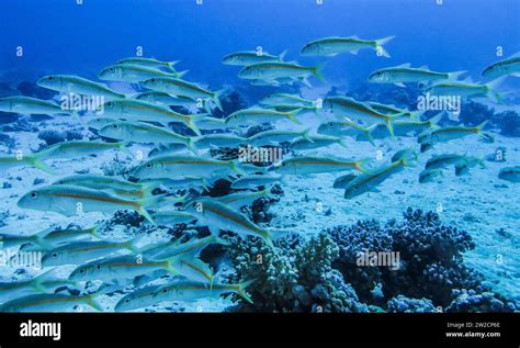 Schwarm Gelbe Schnapperfische Unterwasser Foto Tauchplatz The Islands