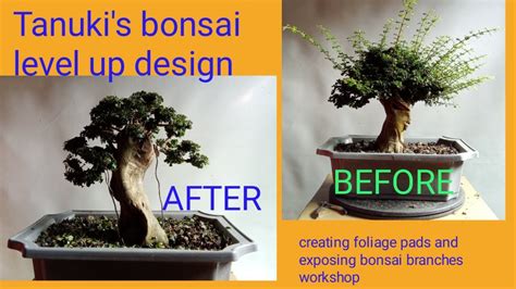 Tanuki S Bonsai Level Up Design Creating Foliage Pads And Exposing