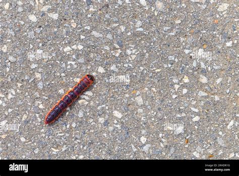 a big fat caterpillar crawls along an asphalt road. caterpillar ...