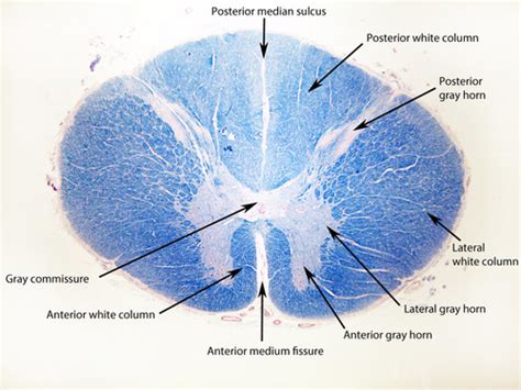 histology - spinal cord lab#8 Flashcards | Quizlet