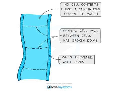 Aqa A Level Biology Specialisation Of Eukaryotic Cells