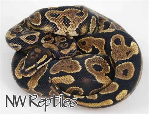 Northwest Reptiles Yellow Belly Ball Python Description And Photos