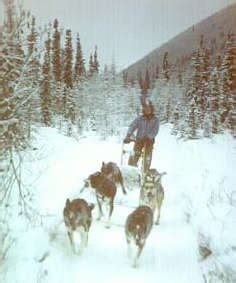 Dog Mushing - Alaska State Sport