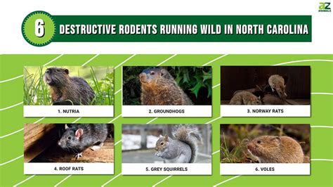 Types Of Rodents Found In North Carolina Nature Blog Network