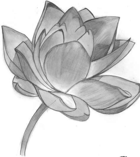 Lotus Flower Sketch Images At Explore Collection