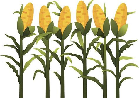 Download High Quality Corn Clipart Stalk Transparent Png Images Art