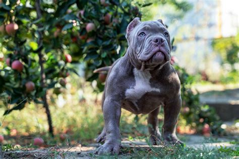 Blue American Bully: All The Breed Information You Need