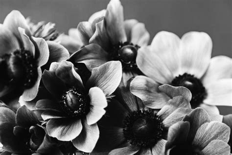 Anemone In Black And White Free Stock Photo By Nika Akin On