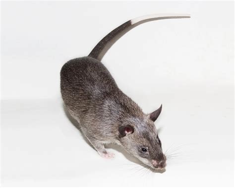 Gambian Pouched Rat - Facts, Diet, Habitat & Pictures on Animalia.bio