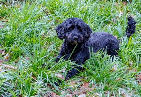 Un perro negro está tendido en la hierba y está mirando a la cámara