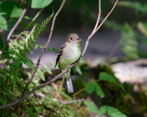 Yellow-bellied Flycatcher | Audubon Field Guide