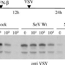 IFN Antagonism Of Mutant SeV Cm The Effect Of Preinfection With