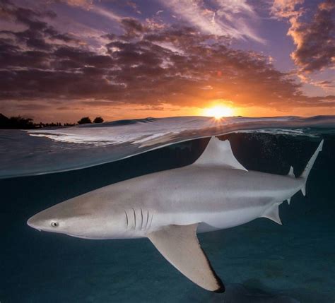 Wildlife Animals And Nature Underwater Photographer Underwater Photos