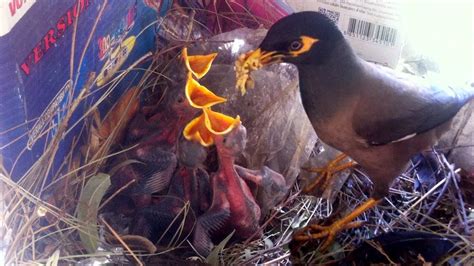 Indian Myna Bird Feeding Their Chicks In The Nest YouTube