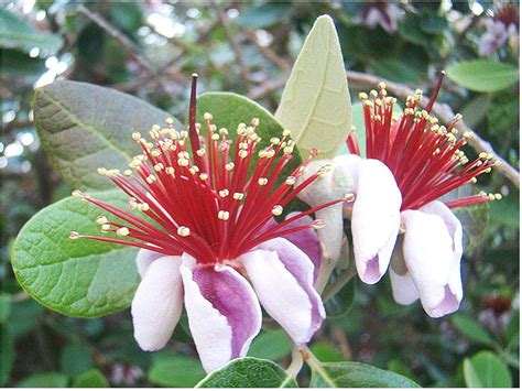 Feijoa Or Pineapple Guava Acca Sellowiana Fruit Shrub Seedling Evergreen Edible 8 10cm Tall