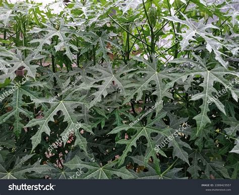 Pepaya Jepang Cnidoscolus Aconitifolius Tree Spinach Stock Photo