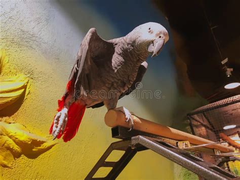 The Grey Parrot With Red Tail Also Known As The Congo Grey Parrot Or