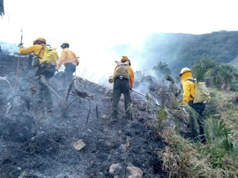 Videomás De Mil Hectáreas Afectadas En Slp Por Incendios