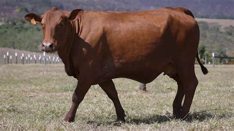 LOTE 62 BARA 0563 Leilão de Touros e Fêmeas Senepol da Barra 2023