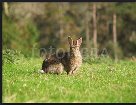 Habitat - Rabbit