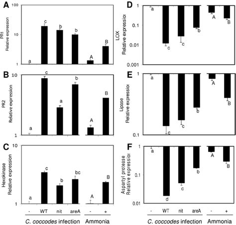 Relative Expression Of The Select Gene Set In Wild Type WT And Mutant