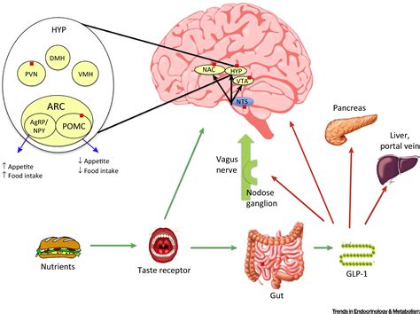 Glucagon Like Peptide 1 And The Centralperipheral Nervous System