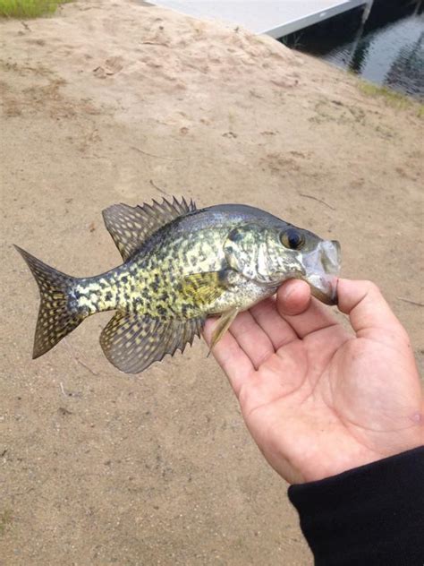 Crappie Black Nchull Roughfish