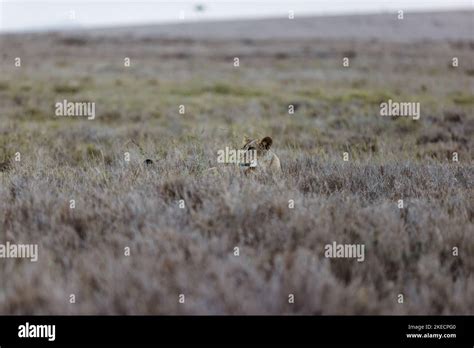 A Female Lion Resting In The Tall Grass In Lewa Conservancy Kenya