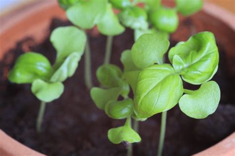 Descubre Los Mejores Kits De Cultivo Para Tus Plantas Ornamentales En