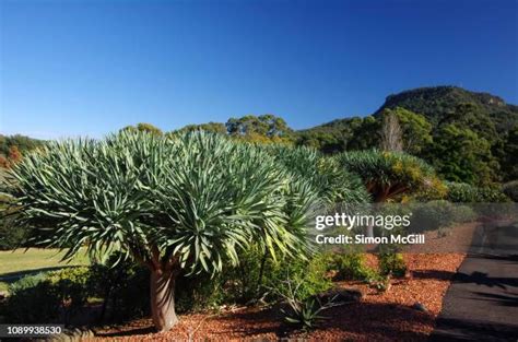 43 Wollongong Botanic Gardens Stock Photos, High-Res Pictures, and ...