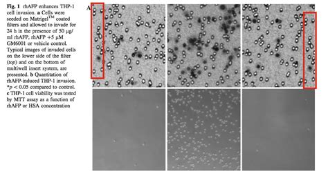 Elisabeth Bik On Twitter Retraction Of A Springernature Mol Cell