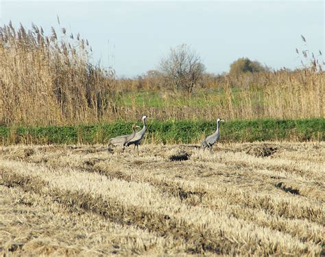 Les Grues Cendr Es Bureau Des Guides Naturalistes Site Officiel