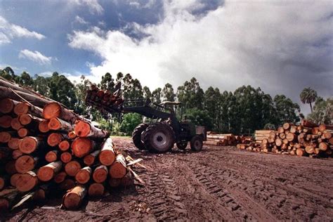 Industrial Forestal Por Excelencia Datos Que Posicionan A Misiones En