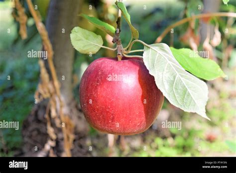 Idared Apple Hi Res Stock Photography And Images Alamy