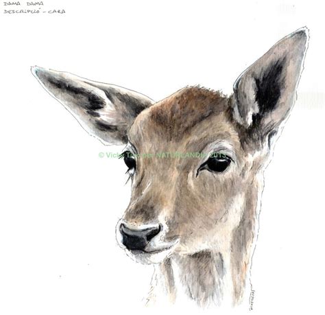 Fallow Deer Head By Vickytico On Deviantart