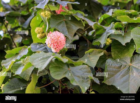 Dombeya Wallichii Flowering Shrub With Large Pink Flowers Malvaceae